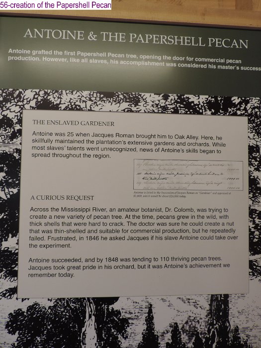 56-creation of the Papershell Pecan.jpg